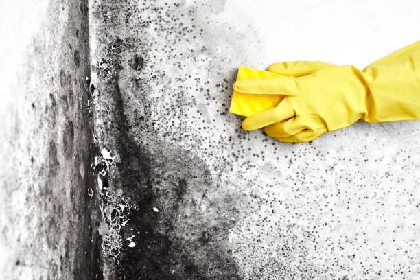 Best Commercial Mold Removal  in Grayslake, IL